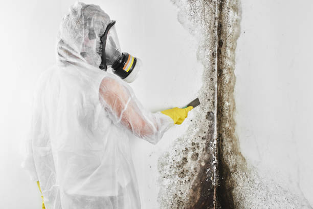 Best Attic Mold Remediation in Monroeville, AL