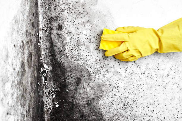 Best Black Mold Remediation in Monroeville, AL