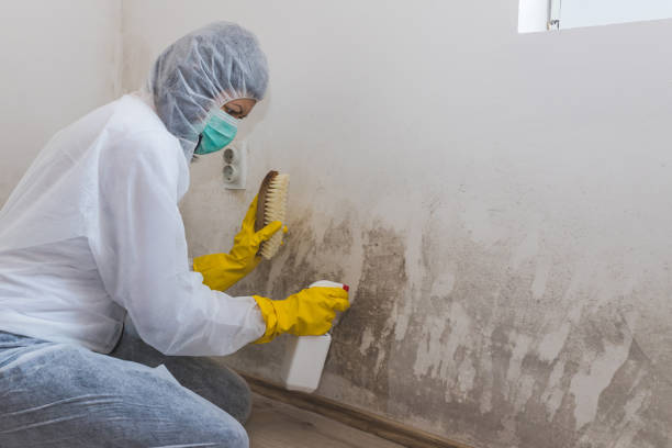 Best Basement Mold Remediation in Monroeville, AL