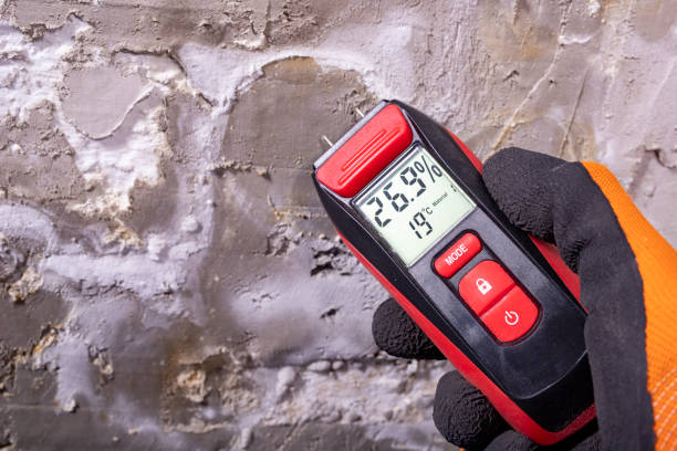 Best Basement Mold Remediation in Monroeville, AL