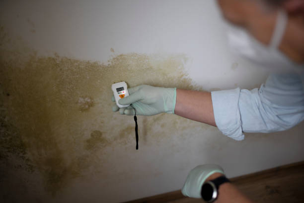 Best HVAC Mold Remediation in Monroeville, AL